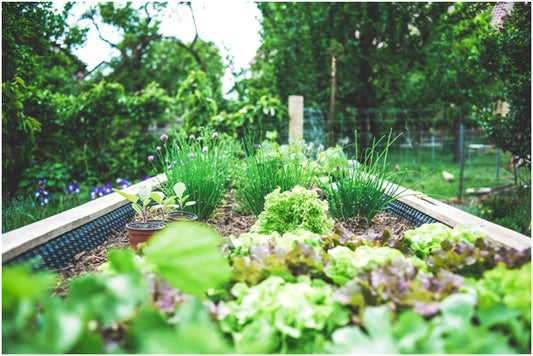 Grow Your Green Fingers:  How to Boost Your Garden’s Productivity